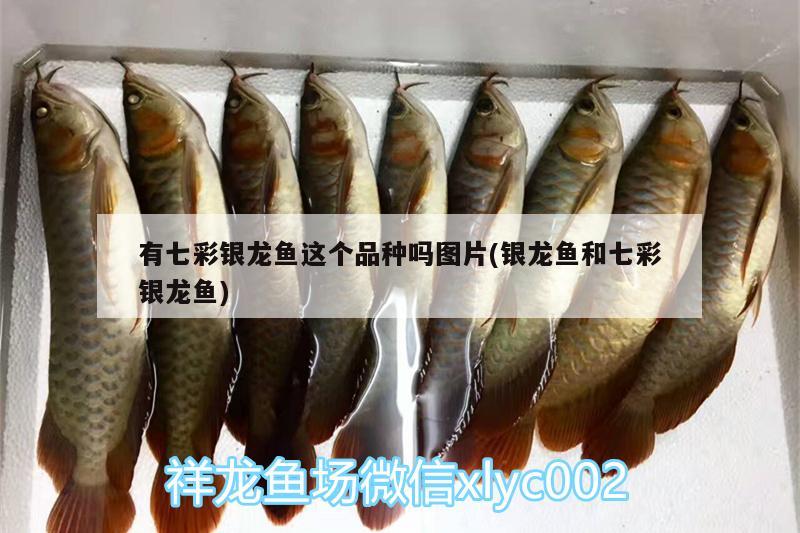 有七彩銀龍魚這個品種嗎圖片(銀龍魚和七彩銀龍魚)