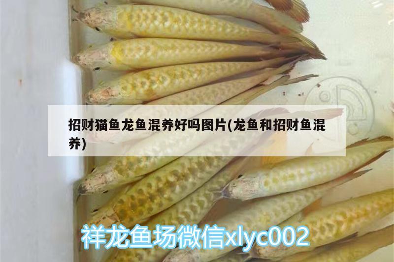 招財(cái)貓魚龍魚混養(yǎng)好嗎圖片(龍魚和招財(cái)魚混養(yǎng)) 紅眼黃化幽靈火箭魚|皇家火箭魚