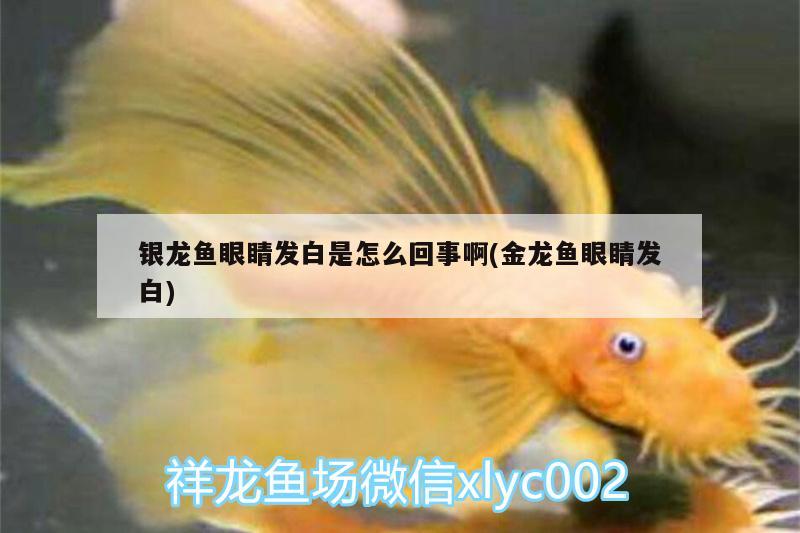 銀龍魚眼睛發(fā)白是怎么回事啊(金龍魚眼睛發(fā)白) 銀龍魚