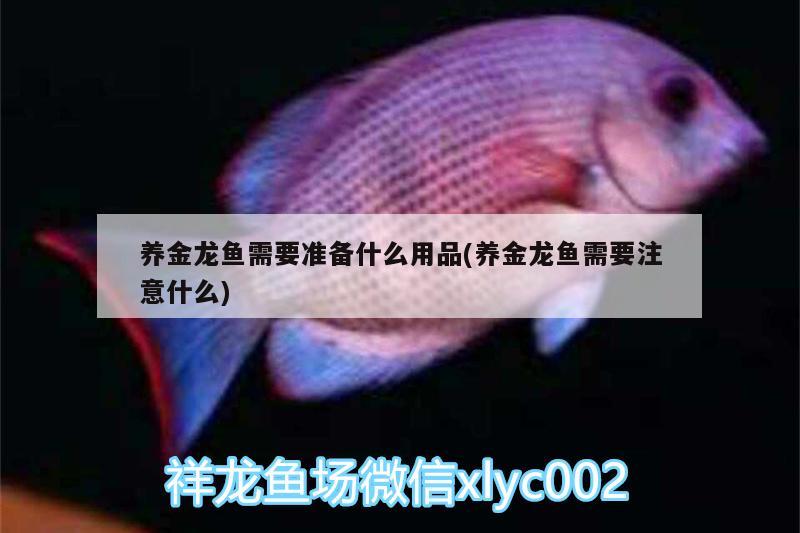 養(yǎng)金龍魚需要準(zhǔn)備什么用品(養(yǎng)金龍魚需要注意什么)