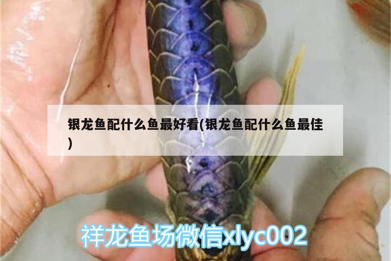 銀龍魚配什么魚最好看(銀龍魚配什么魚最佳) 銀龍魚