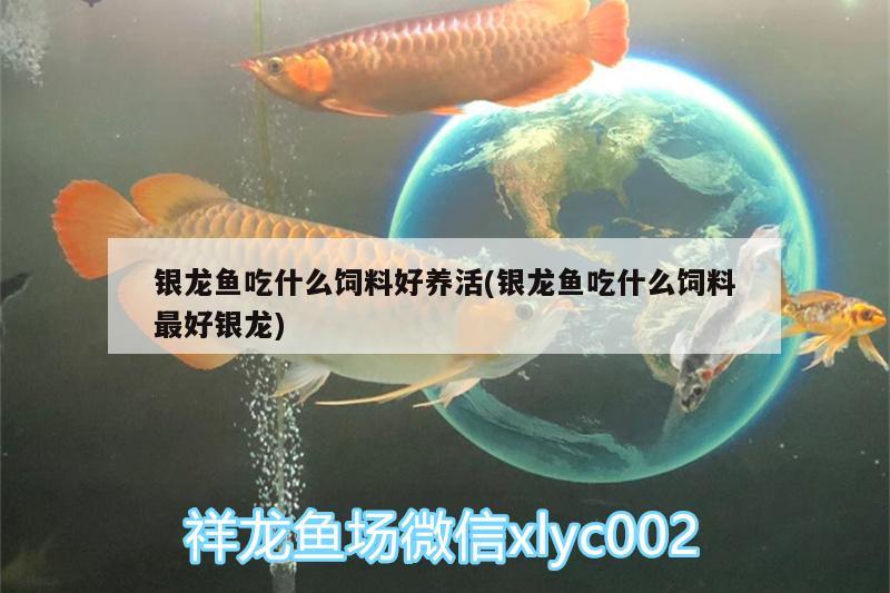 銀龍魚吃什么飼料好養(yǎng)活(銀龍魚吃什么飼料最好銀龍) 銀龍魚