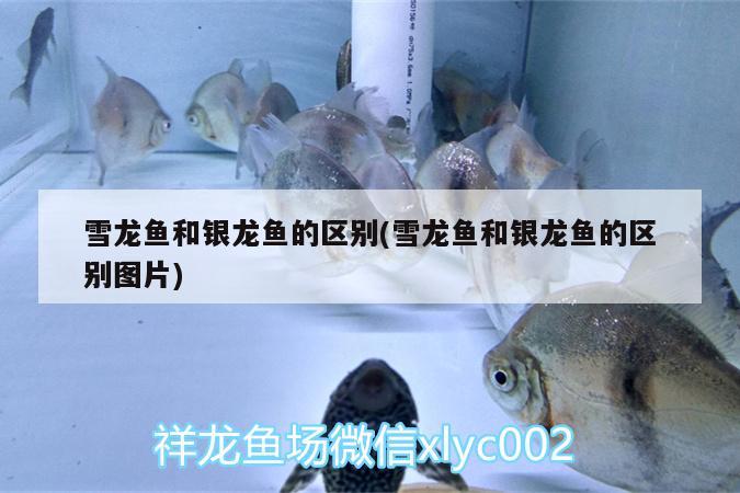 雪龍魚和銀龍魚的區(qū)別(雪龍魚和銀龍魚的區(qū)別圖片)