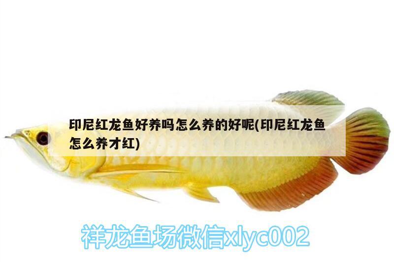 印尼紅龍魚(yú)好養(yǎng)嗎怎么養(yǎng)的好呢(印尼紅龍魚(yú)怎么養(yǎng)才紅)