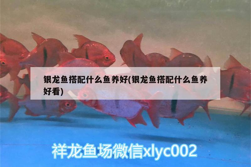 銀龍魚(yú)搭配什么魚(yú)養(yǎng)好(銀龍魚(yú)搭配什么魚(yú)養(yǎng)好看)