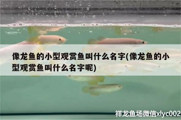 像龍魚的小型觀賞魚叫什么名字(像龍魚的小型觀賞魚叫什么名字呢)