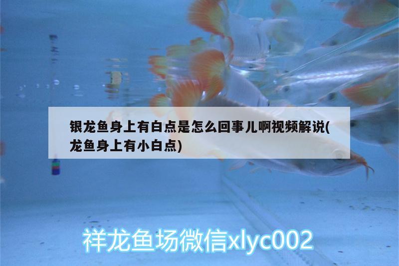 銀龍魚身上有白點(diǎn)是怎么回事兒啊視頻解說(龍魚身上有小白點(diǎn)) 銀龍魚