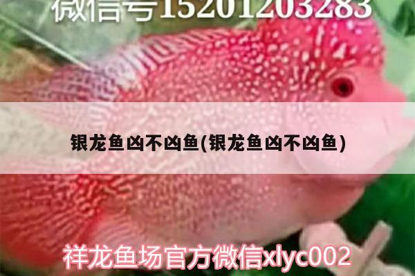 銀龍魚(yú)兇不兇魚(yú)(銀龍魚(yú)兇不兇魚(yú))