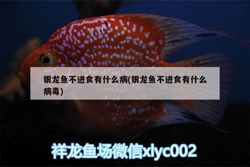 銀龍魚(yú)不進(jìn)食有什么病(銀龍魚(yú)不進(jìn)食有什么病毒) 銀龍魚(yú)