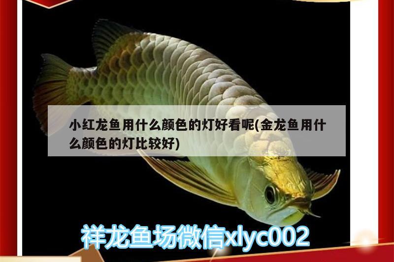 小紅龍魚用什么顏色的燈好看呢(金龍魚用什么顏色的燈比較好) 定時器/自控系統(tǒng)