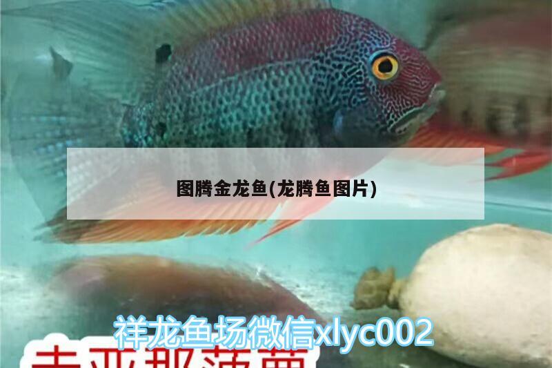 圖騰金龍魚(龍騰魚圖片)