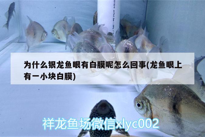 為什么銀龍魚眼有白膜呢怎么回事(龍魚眼上有一小塊白膜)