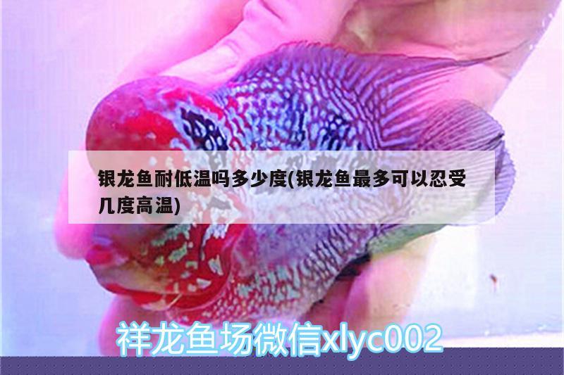 銀龍魚(yú)耐低溫嗎多少度(銀龍魚(yú)最多可以忍受幾度高溫)