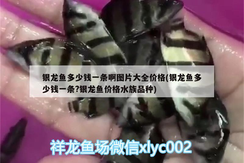 銀龍魚多少錢一條啊圖片大全價格(銀龍魚多少錢一條?銀龍魚價格水族品種)