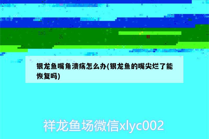 銀龍魚(yú)嘴角潰瘍?cè)趺崔k(銀龍魚(yú)的嘴尖爛了能恢復(fù)嗎) 銀龍魚(yú)百科