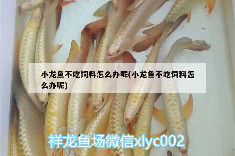 小龍魚(yú)不吃飼料怎么辦呢(小龍魚(yú)不吃飼料怎么辦呢)