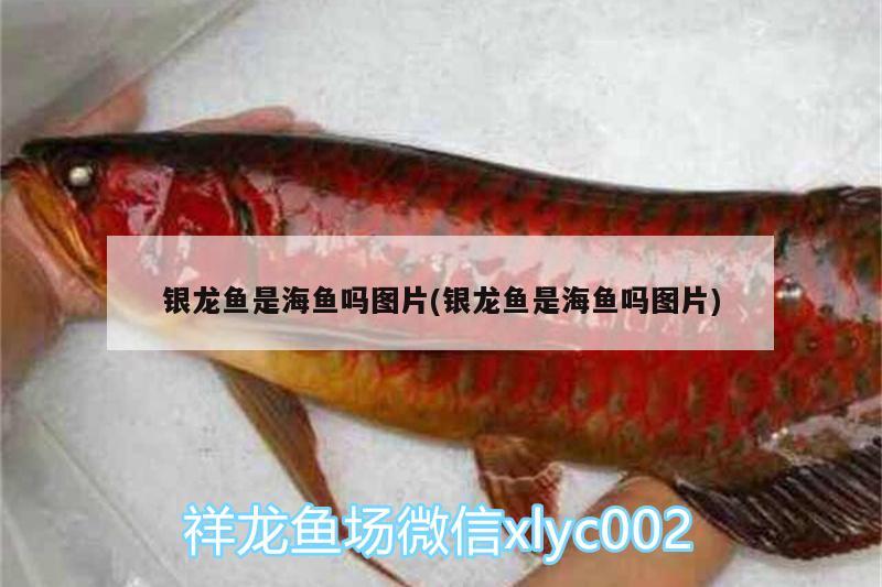 銀龍魚是海魚嗎圖片(銀龍魚是海魚嗎圖片) 銀龍魚百科