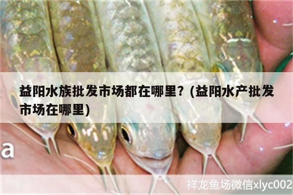 益陽水族批發(fā)市場都在哪里？(益陽水產(chǎn)批發(fā)市場在哪里) 觀賞魚水族批發(fā)市場