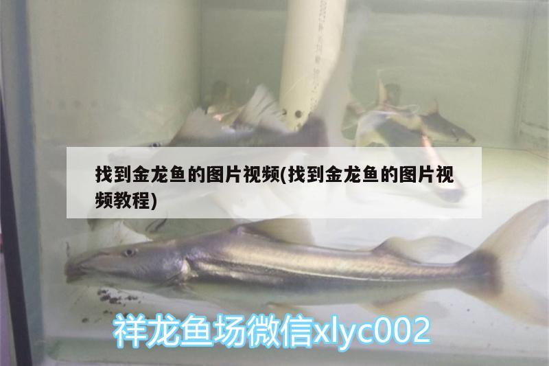 找到金龍魚的圖片視頻(找到金龍魚的圖片視頻教程) 觀賞魚百科