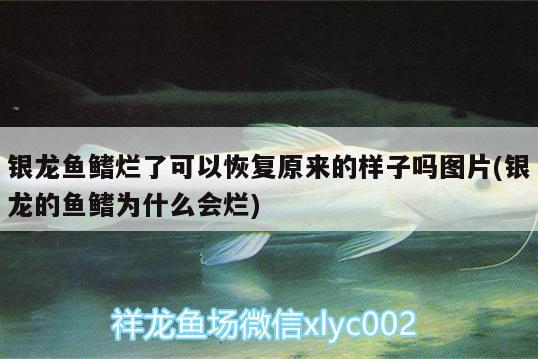 銀龍魚鰭爛了可以恢復(fù)原來的樣子嗎圖片(銀龍的魚鰭為什么會(huì)爛) 銀龍魚