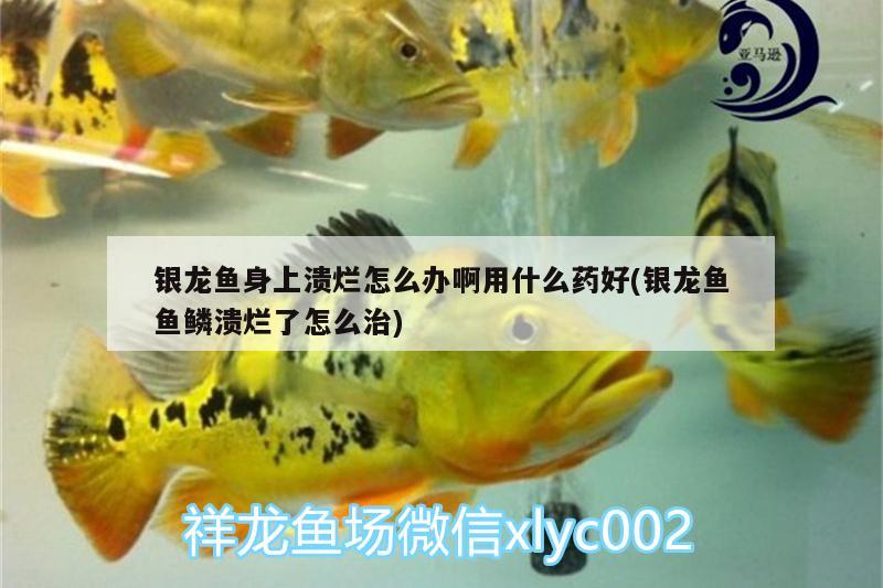 銀龍魚身上潰爛怎么辦啊用什么藥好(銀龍魚魚鱗潰爛了怎么治) 銀龍魚