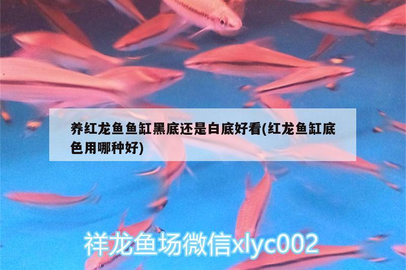 養(yǎng)紅龍魚魚缸黑底還是白底好看(紅龍魚缸底色用哪種好)