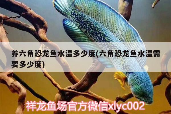 養(yǎng)六角恐龍魚水溫多少度(六角恐龍魚水溫需要多少度) 招財戰(zhàn)船魚