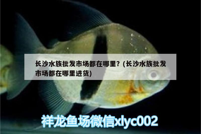 長(zhǎng)沙水族批發(fā)市場(chǎng)都在哪里？(長(zhǎng)沙水族批發(fā)市場(chǎng)都在哪里進(jìn)貨) 觀賞魚(yú)水族批發(fā)市場(chǎng)