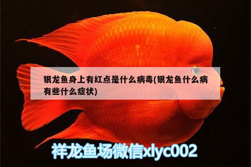 銀龍魚身上有紅點(diǎn)是什么病毒(銀龍魚什么病有些什么癥狀) 銀龍魚