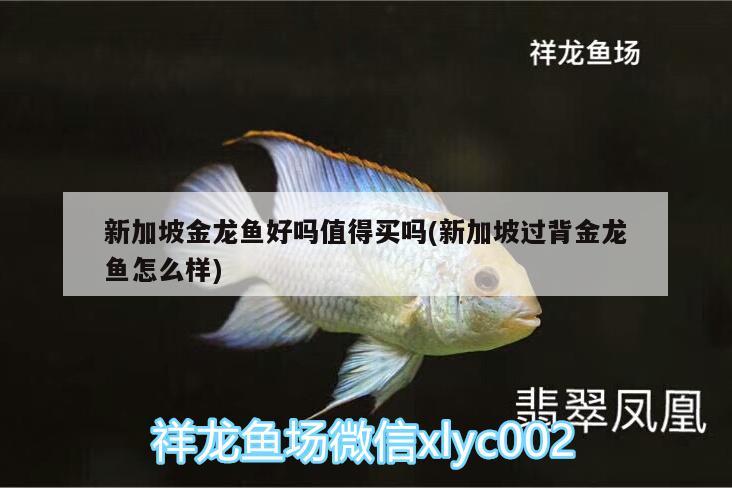 新加坡金龍魚(yú)好嗎值得買(mǎi)嗎(新加坡過(guò)背金龍魚(yú)怎么樣) 過(guò)背金龍魚(yú)