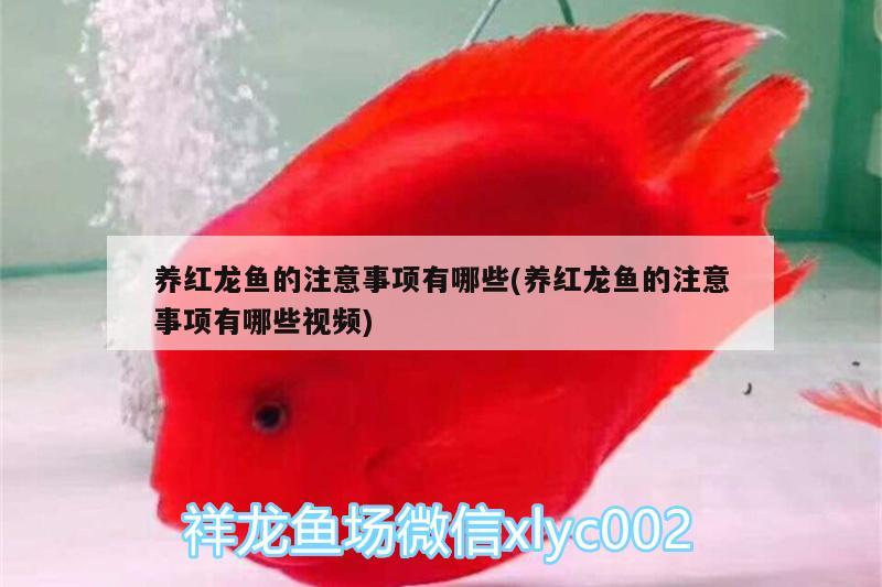 養(yǎng)紅龍魚的注意事項有哪些(養(yǎng)紅龍魚的注意事項有哪些視頻) 帝王三間魚