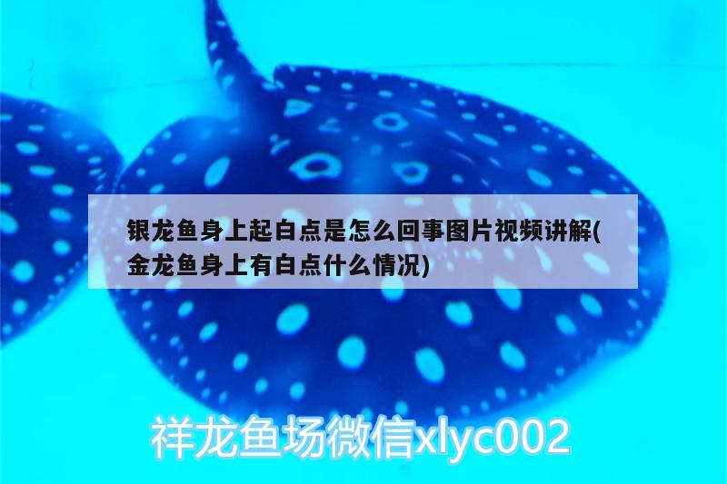 銀龍魚身上起白點是怎么回事圖片視頻講解(金龍魚身上有白點什么情況)