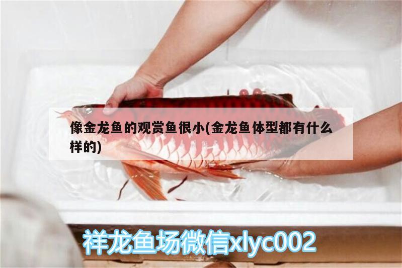 像金龍魚的觀賞魚很小(金龍魚體型都有什么樣的) 馬拉莫寶石魚苗 第1張