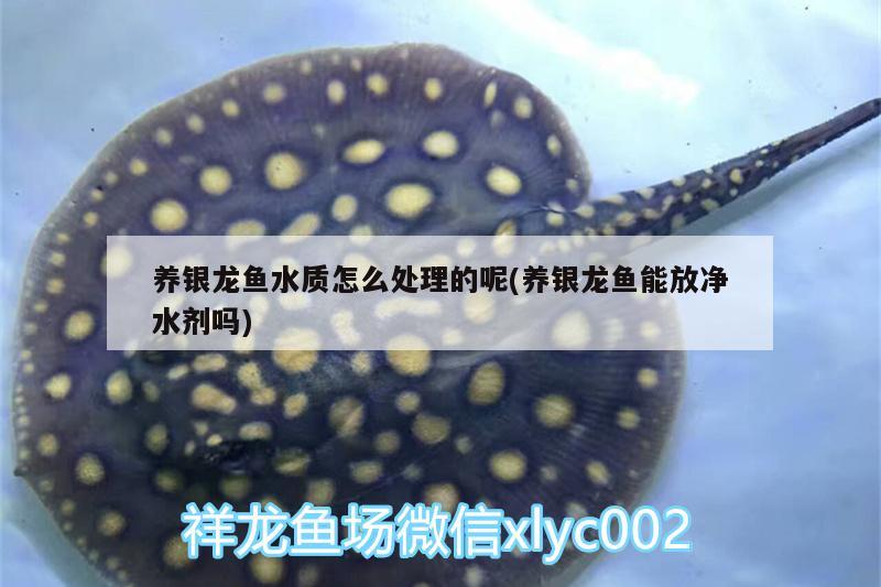 養(yǎng)銀龍魚水質(zhì)怎么處理的呢(養(yǎng)銀龍魚能放凈水劑嗎) 銀龍魚百科