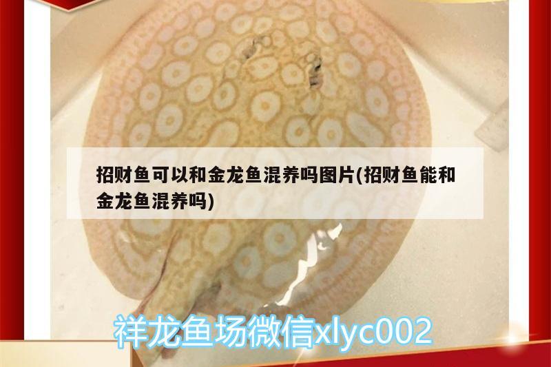 招財(cái)魚可以和金龍魚混養(yǎng)嗎圖片(招財(cái)魚能和金龍魚混養(yǎng)嗎)