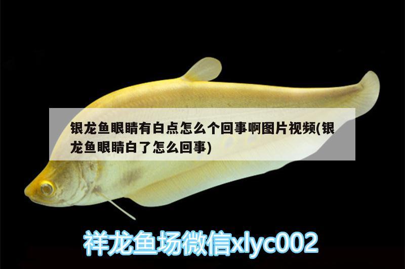 銀龍魚眼睛有白點(diǎn)怎么個回事啊圖片視頻(銀龍魚眼睛白了怎么回事)