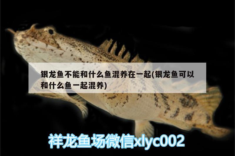 銀龍魚(yú)不能和什么魚(yú)混養(yǎng)在一起(銀龍魚(yú)可以和什么魚(yú)一起混養(yǎng))