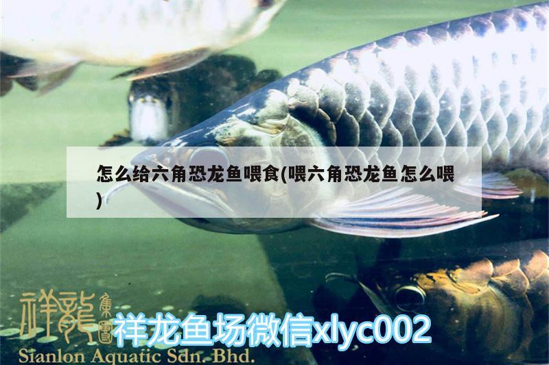 怎么給六角恐龍魚喂食(喂六角恐龍魚怎么喂)