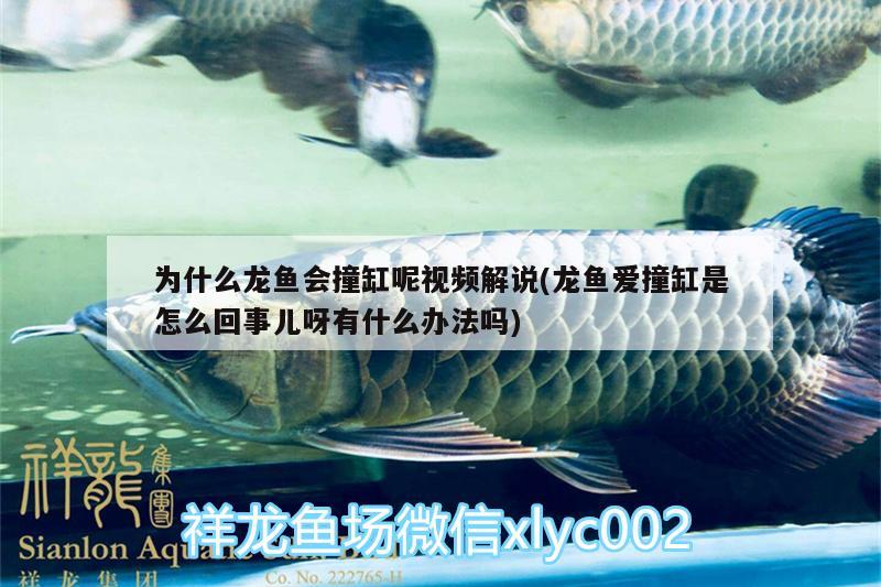 為什么龍魚會撞缸呢視頻解說(龍魚愛撞缸是怎么回事兒呀有什么辦法嗎) 觀賞魚魚苗