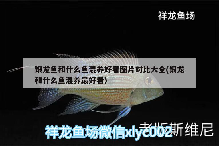 銀龍魚和什么魚混養(yǎng)好看圖片對比大全(銀龍和什么魚混養(yǎng)最好看) 銀龍魚