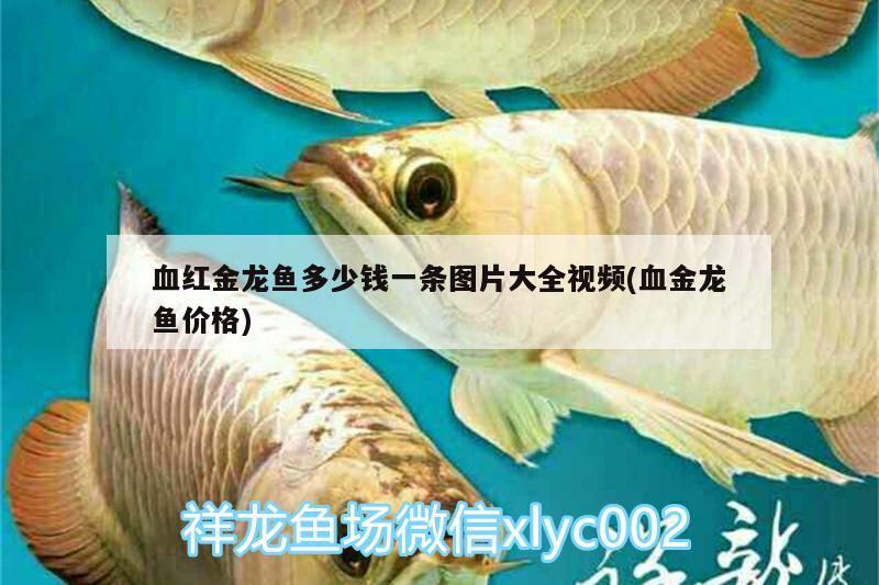 血紅金龍魚多少錢一條圖片大全視頻(血金龍魚價(jià)格)