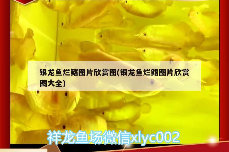 銀龍魚爛鰭圖片欣賞圖(銀龍魚爛鰭圖片欣賞圖大全)