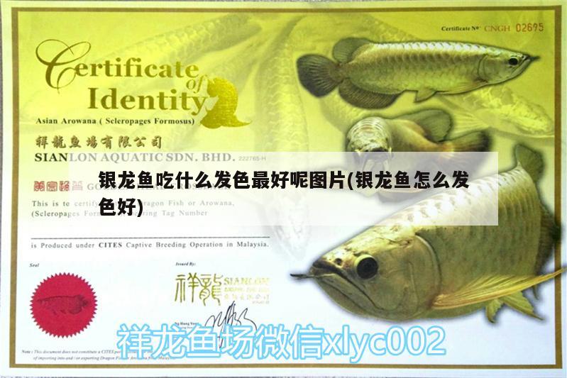 銀龍魚吃什么發(fā)色最好呢圖片(銀龍魚怎么發(fā)色好) 銀龍魚