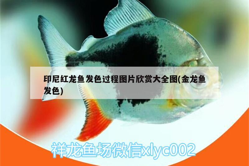 印尼紅龍魚發(fā)色過程圖片欣賞大全圖(金龍魚發(fā)色)