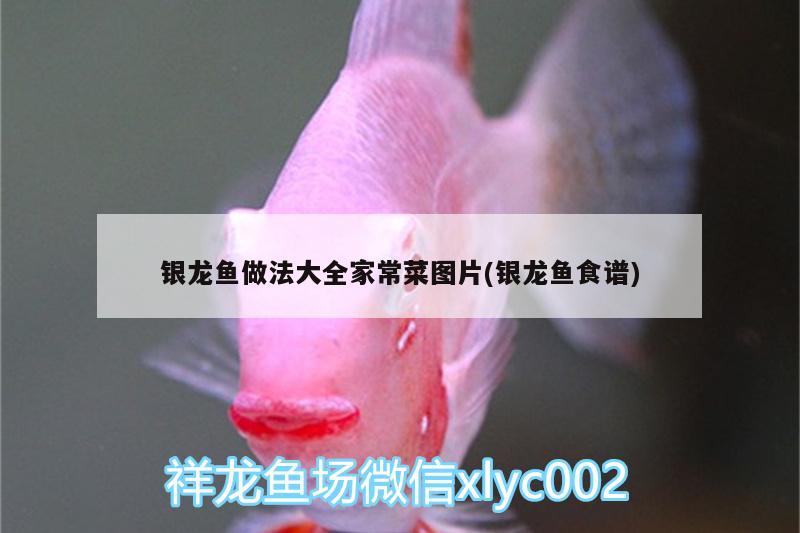 銀龍魚做法大全家常菜圖片(銀龍魚食譜) 銀龍魚