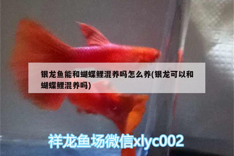 銀龍魚能和蝴蝶鯉混養(yǎng)嗎怎么養(yǎng)(銀龍可以和蝴蝶鯉混養(yǎng)嗎) 蝴蝶鯉