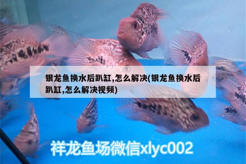 銀龍魚換水后趴缸,怎么解決(銀龍魚換水后趴缸,怎么解決視頻)