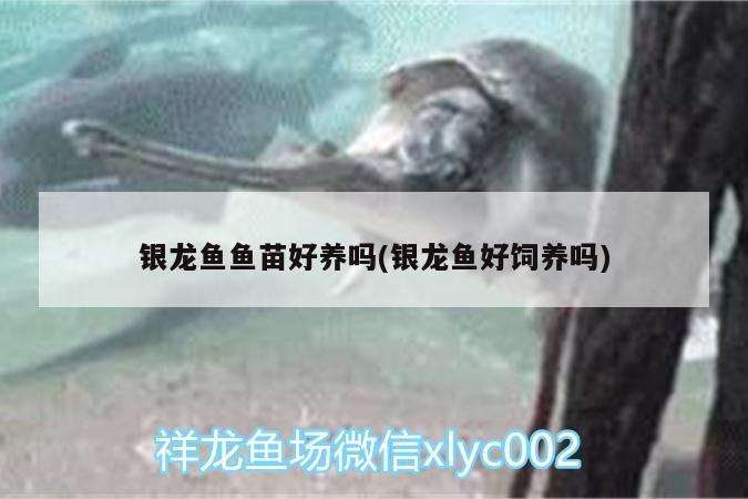 銀龍魚(yú)魚(yú)苗好養(yǎng)嗎(銀龍魚(yú)好飼養(yǎng)嗎) 銀龍魚(yú)百科