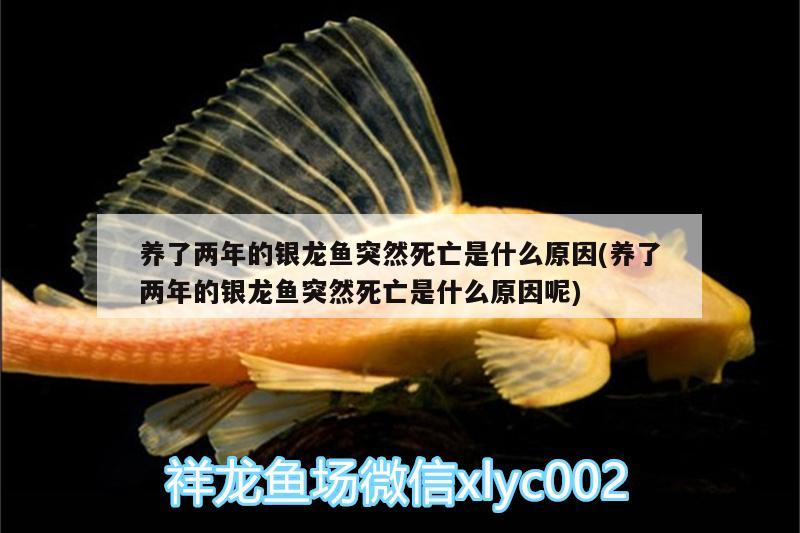 養(yǎng)了兩年的銀龍魚突然死亡是什么原因(養(yǎng)了兩年的銀龍魚突然死亡是什么原因呢) 銀龍魚百科