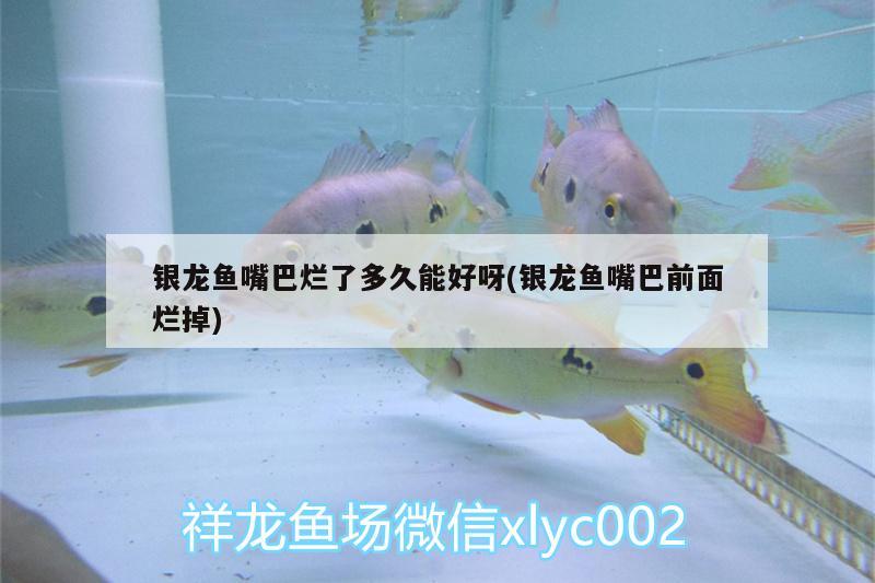 銀龍魚嘴巴爛了多久能好呀(銀龍魚嘴巴前面爛掉) 銀龍魚百科